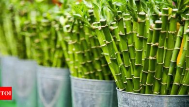 7 benefits of keeping lucky bamboo in bedroom