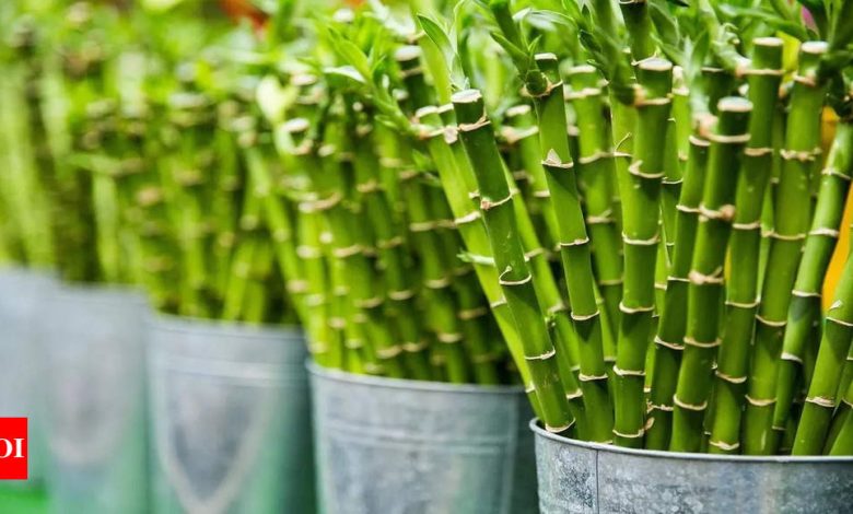 7 benefits of keeping lucky bamboo in bedroom 7 benefits of keeping lucky bamboo in bedroom