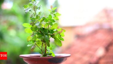 Importance of Tulsi plant in astrology