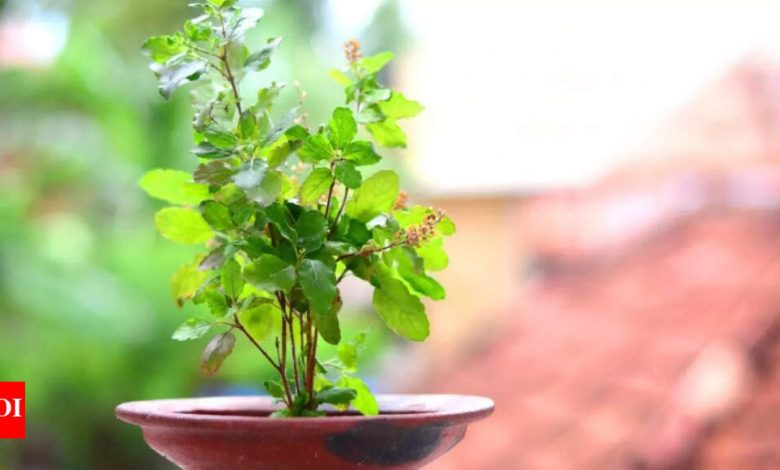 Importance of Tulsi plant in astrology Importance of Tulsi plant in astrology